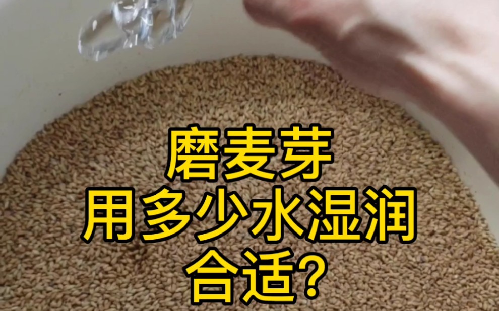 家酿啤酒磨麦芽前用多少水增湿合适?记住这个数字就可以了哔哩哔哩bilibili