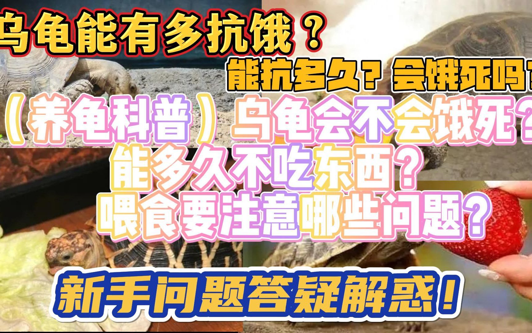 [图]（养龟涨知识）乌龟会不会饿死？能饿多久？乌龟有没有饱腹感？喂食要注意哪些问题？