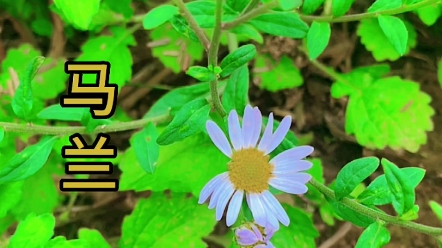 马兰又叫路边菊,在你们家乡叫什么