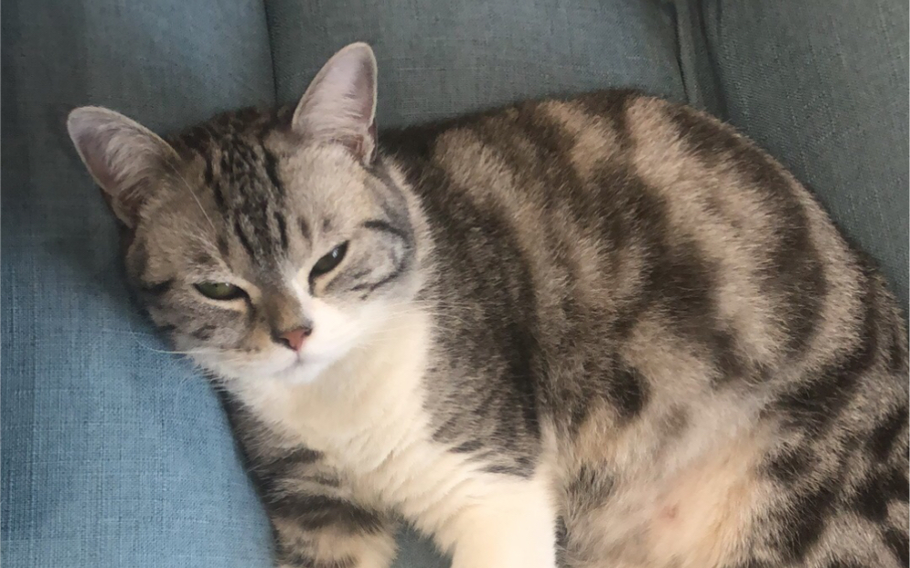 【美短】渣渣猫大战机器人