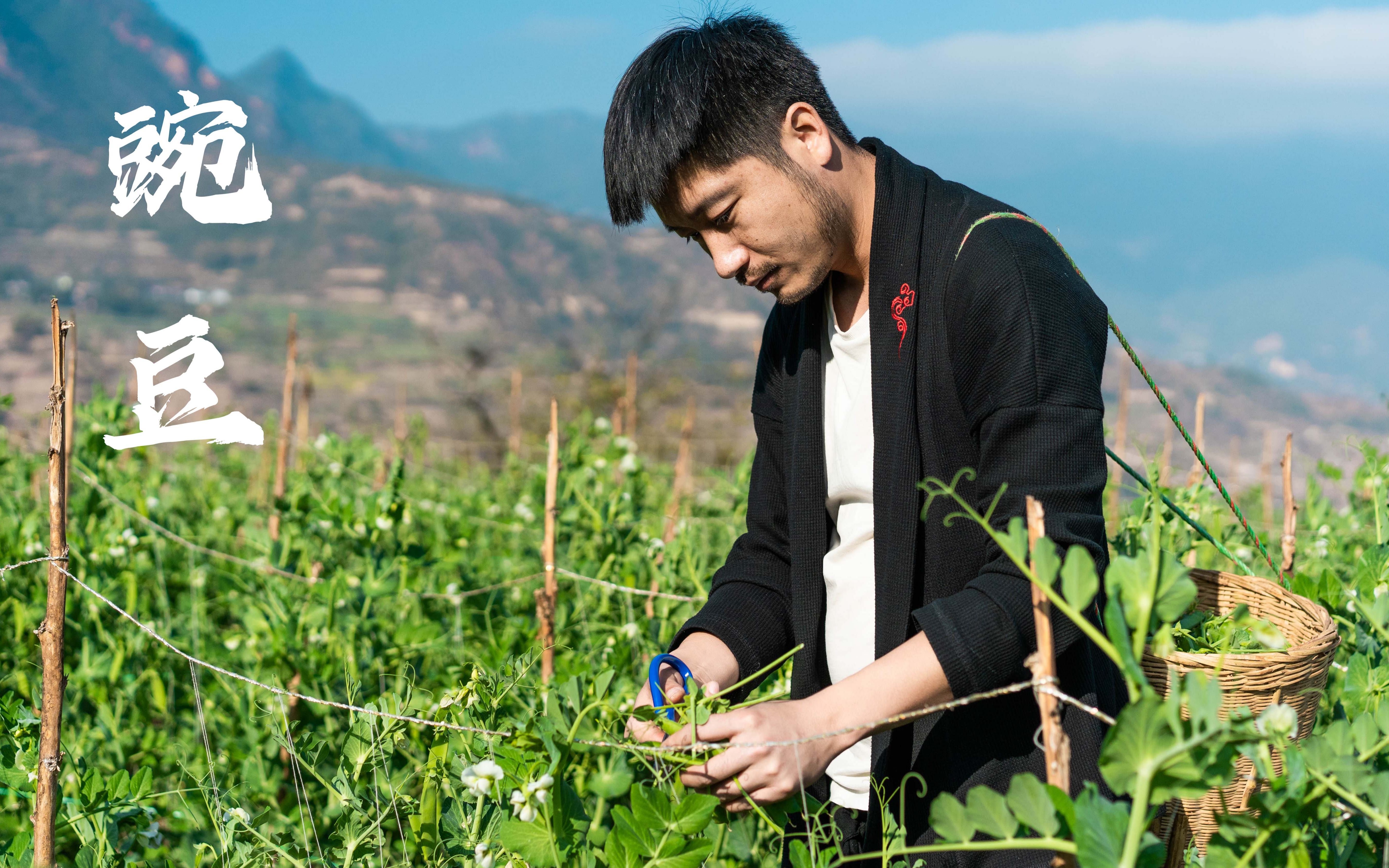 [图]【四季瓜果（六）——豌豆】豌豆丰收时节，做六道不一样的豌豆美食