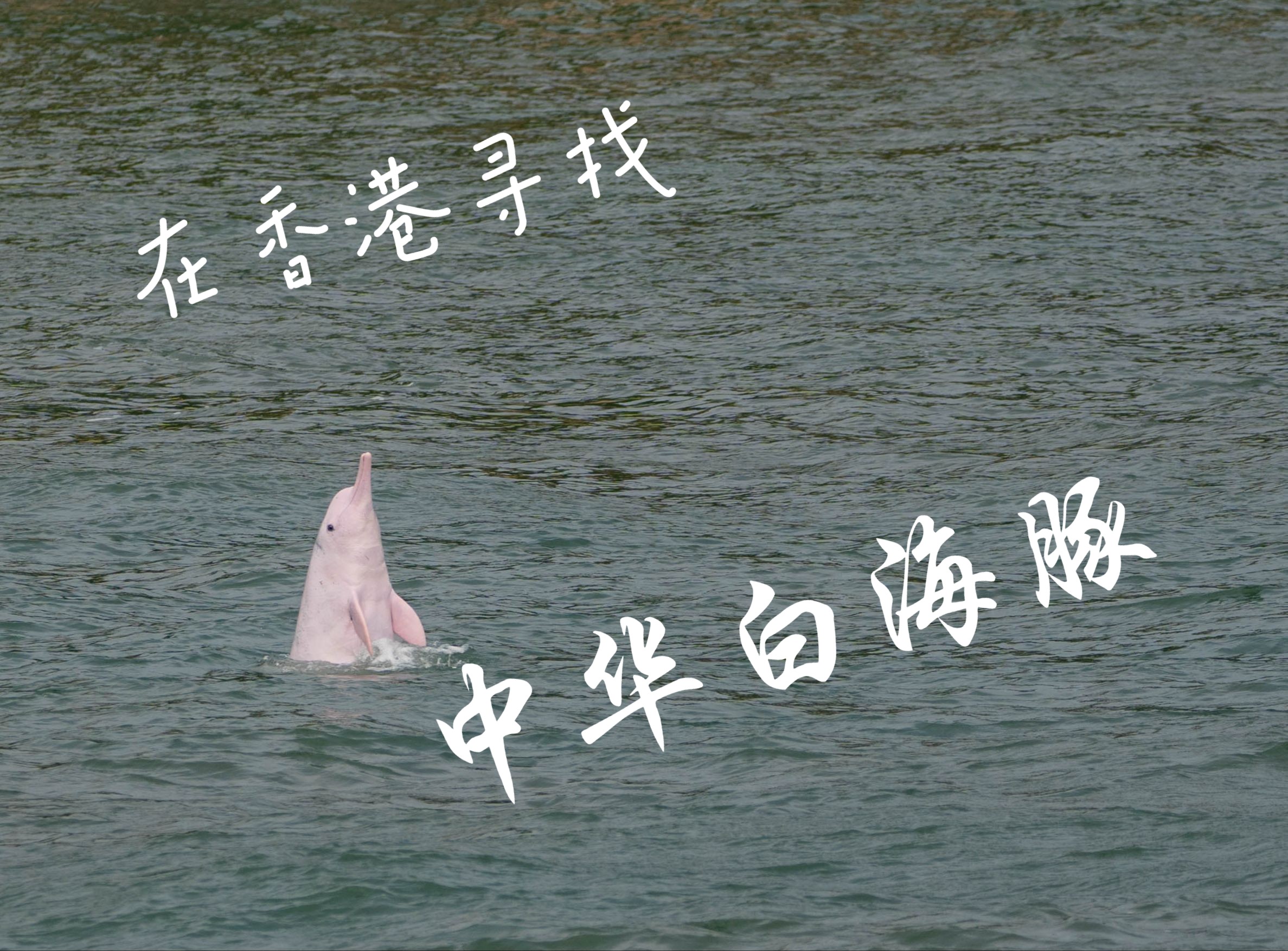 香江之畔,寻找生活在蓝色大海中的白色精灵:中华白海豚
