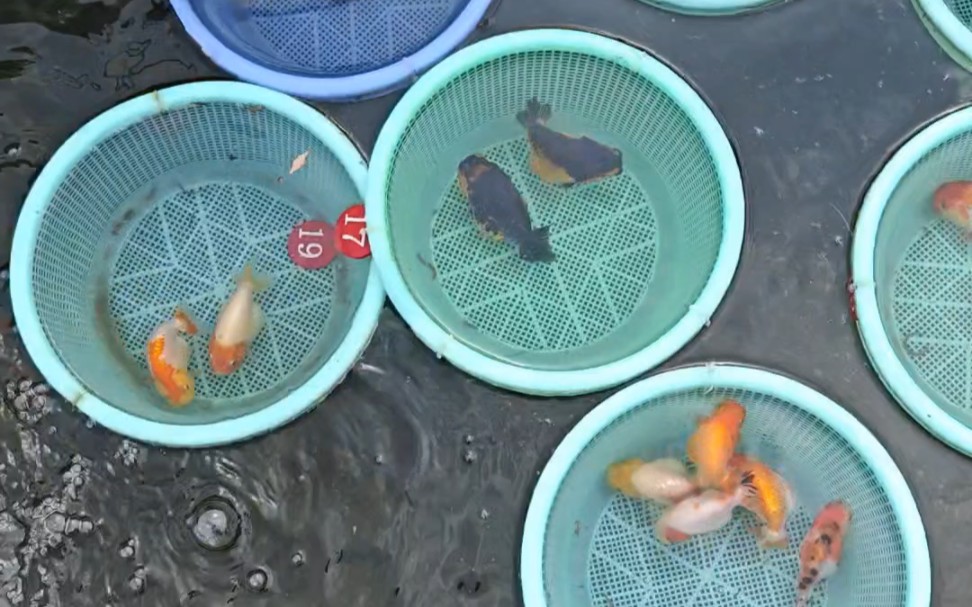 河北兰寿金鱼养殖场来朋友圈选鱼吧