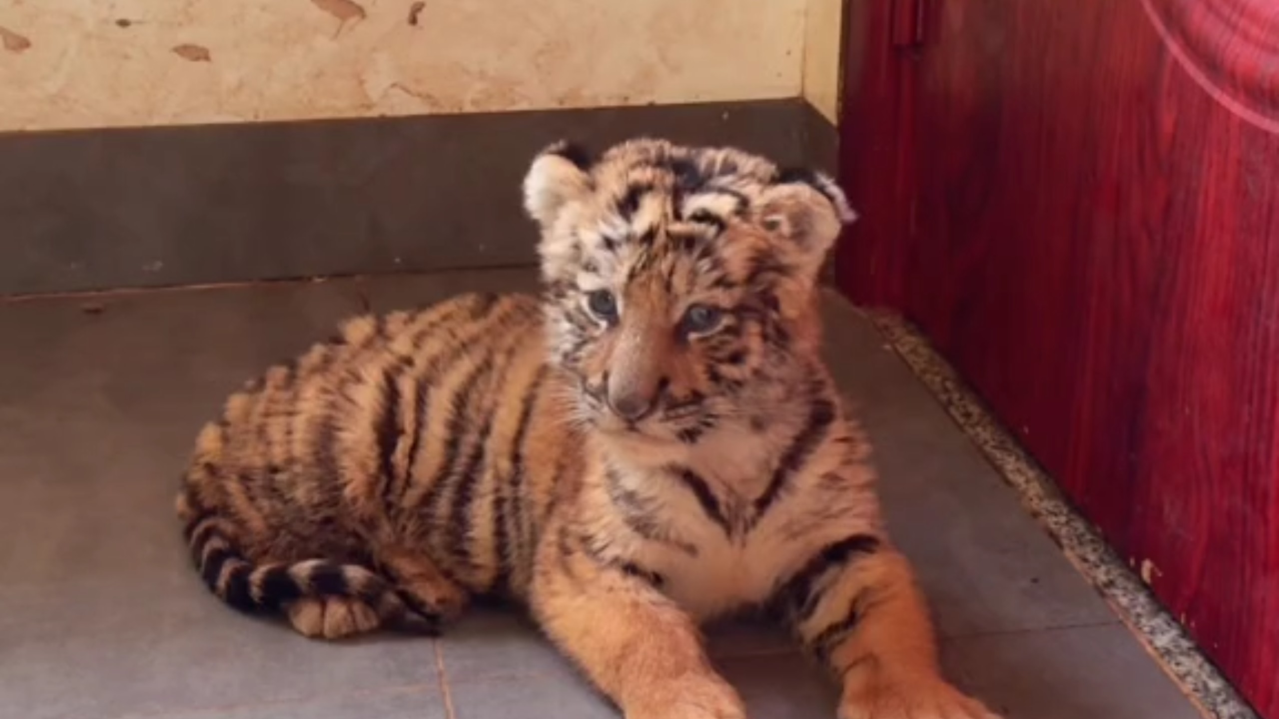 看小老虎还是要保持距离的 毕竟是猛兽