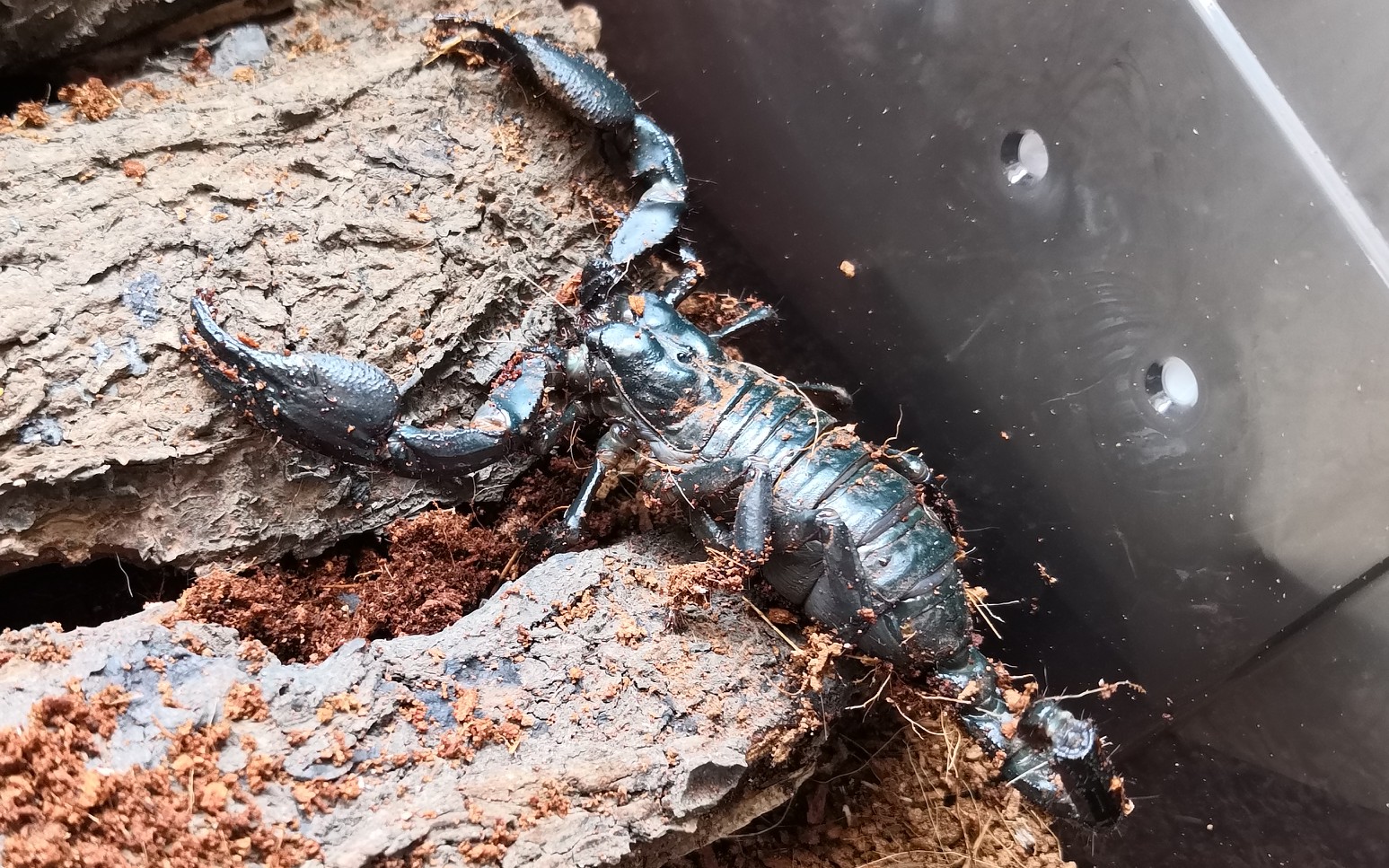 有没有雨林蝎食用秘籍?油热了在线等!