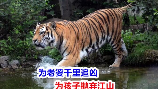 奶爸虎王萨林,单亲雄虎抚养五个幼崽成年,猛兽界清流