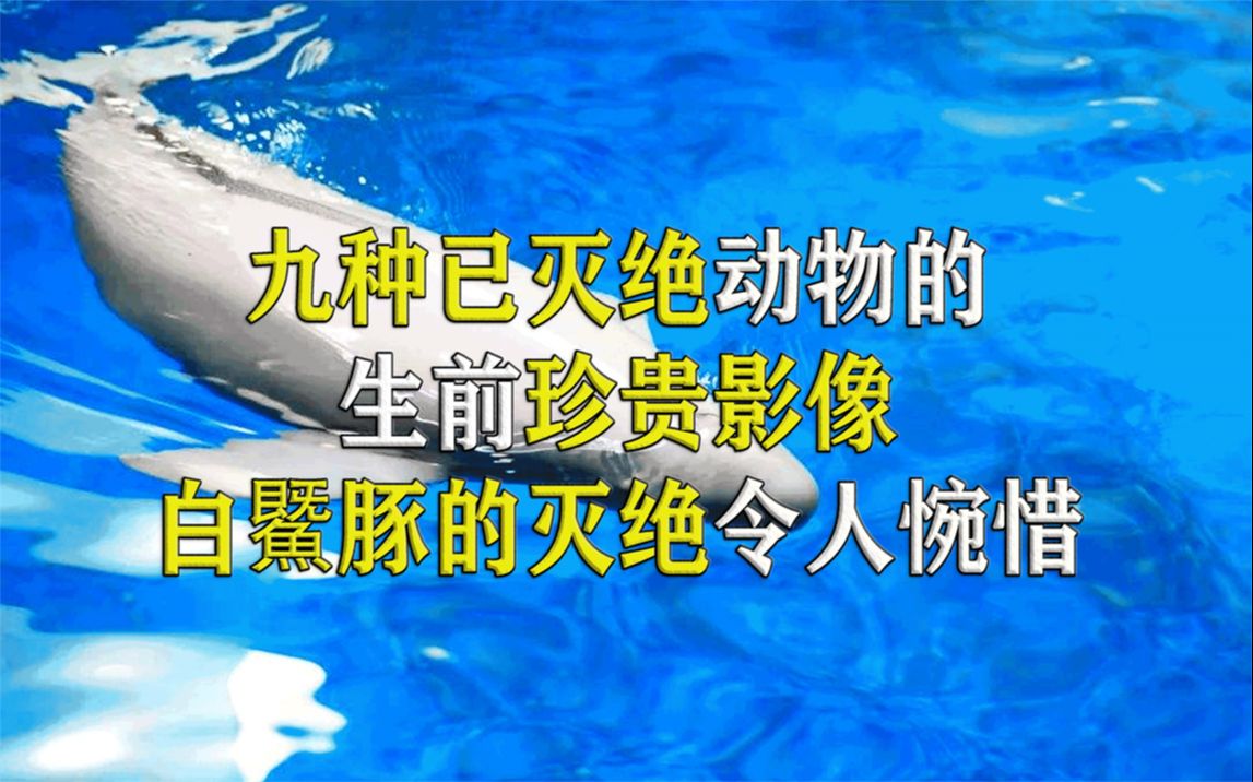 已灭绝动物的生前珍贵影像,金蟾蜍从被人类发现到灭绝,仅用23年哔哩哔哩bilibili