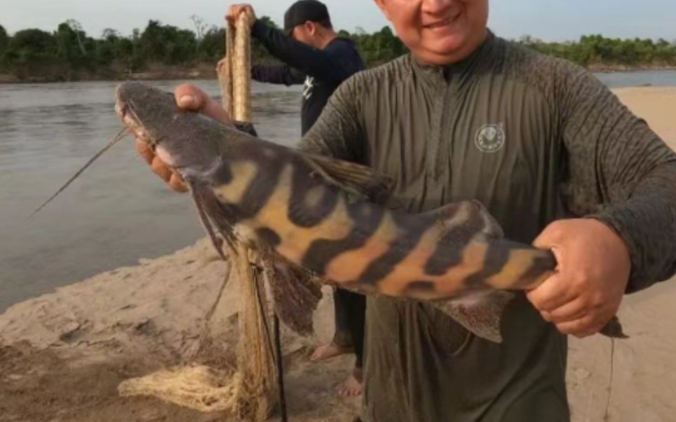 野捕蔚蓝提,闪电斑马鸭嘴