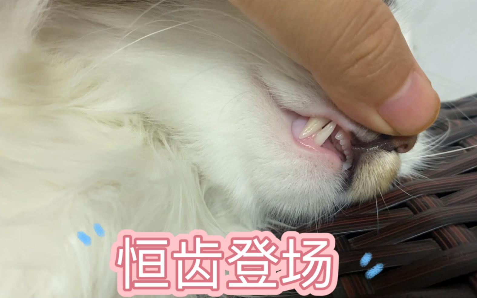 让我们看看5个月小猫咪的牙齿哔哩哔哩bilibili