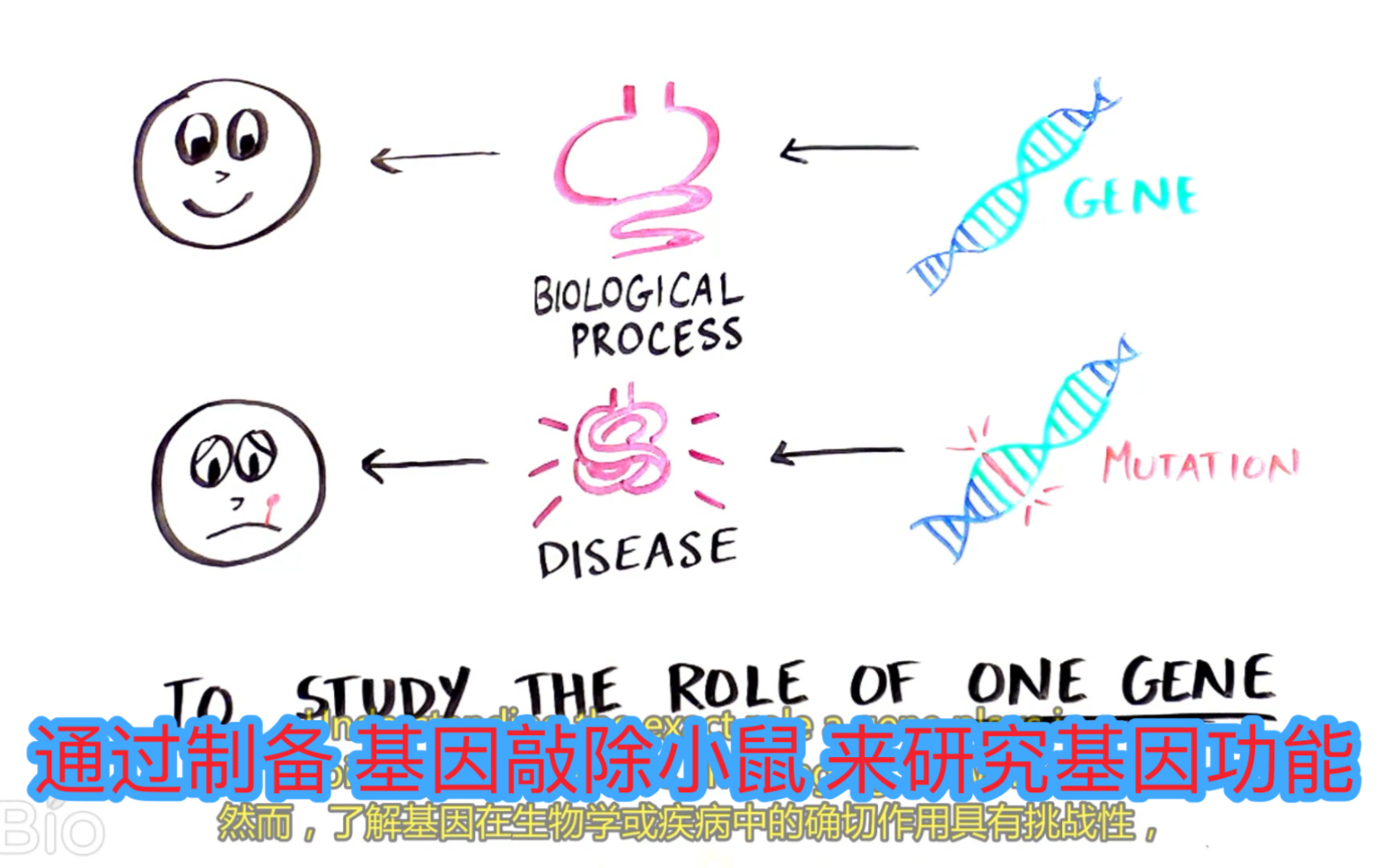 [图]通过制备 基因敲除小鼠 来研究基因功能 knockout mice