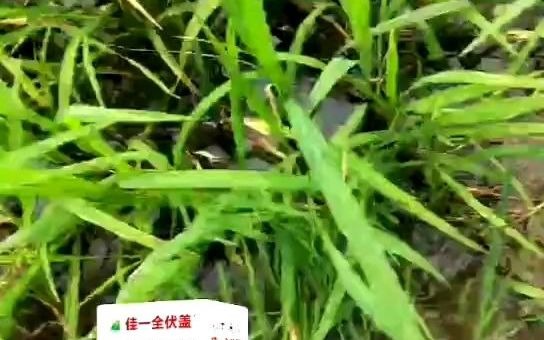 除青稗稗草千金子马唐 佳一全伏盖 稻田专用除草剂哔哩哔哩bilibili