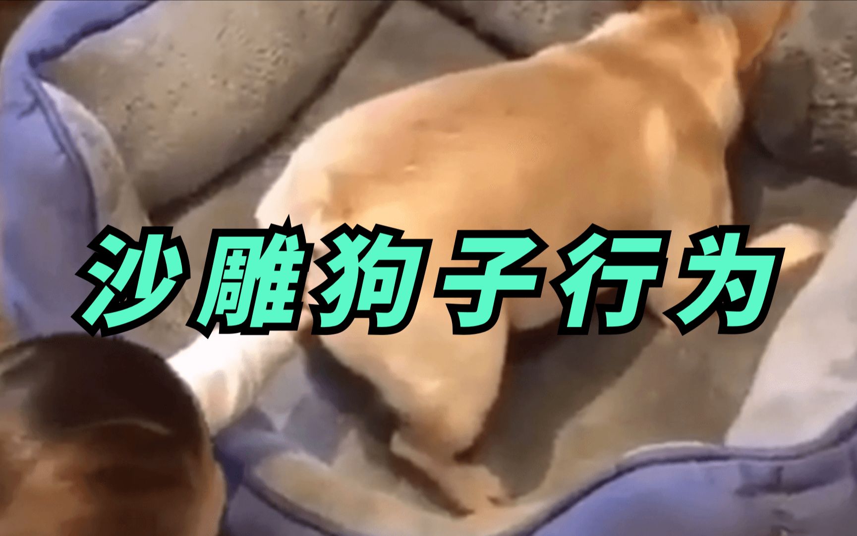狗子沙雕行为图鉴:伤害性不大,侮辱性极强