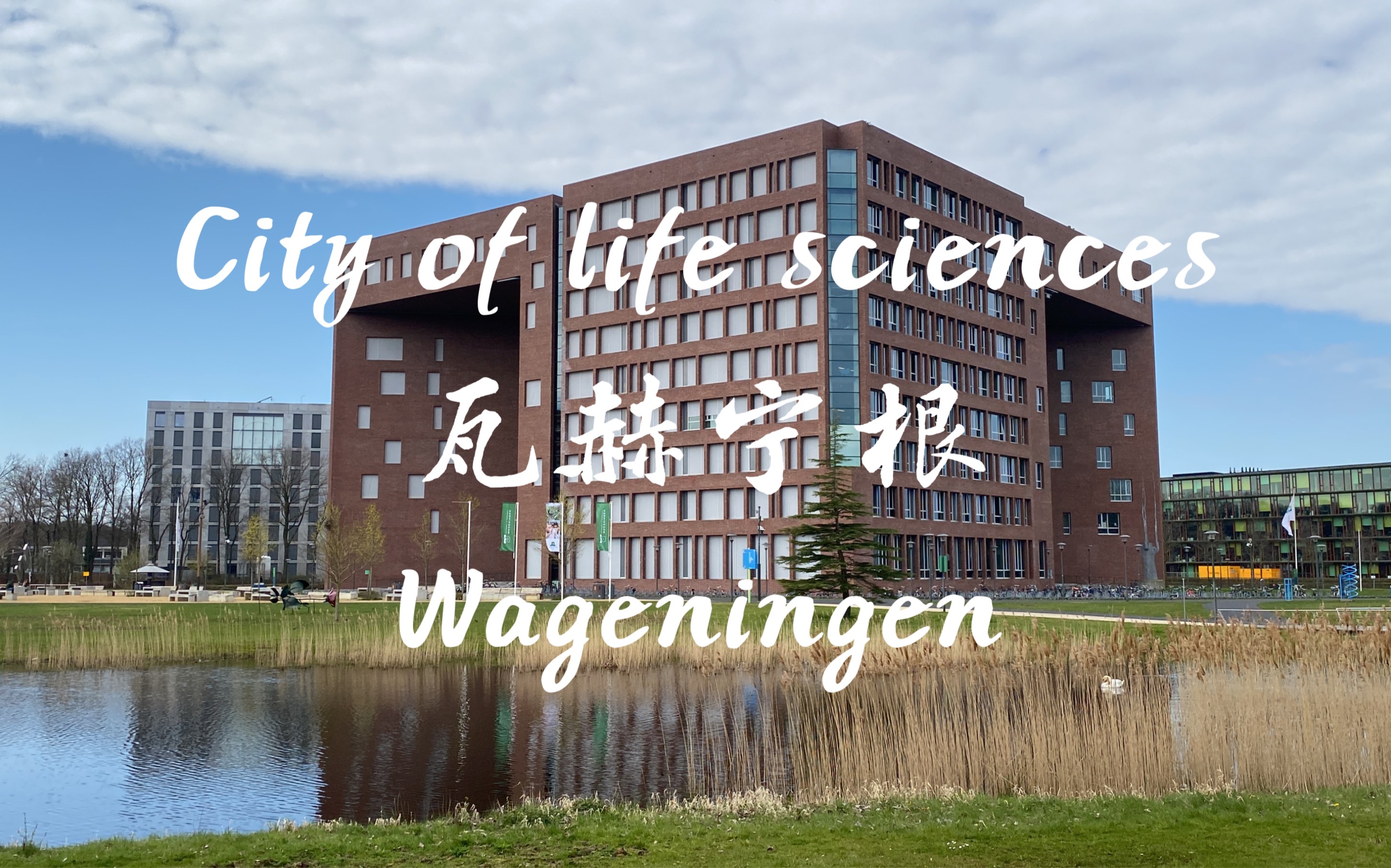 在荷兰生命科学之城边走边聊|瓦赫宁根之春|校园、宠物公园、集市和街道的零七碎八哔哩哔哩bilibili