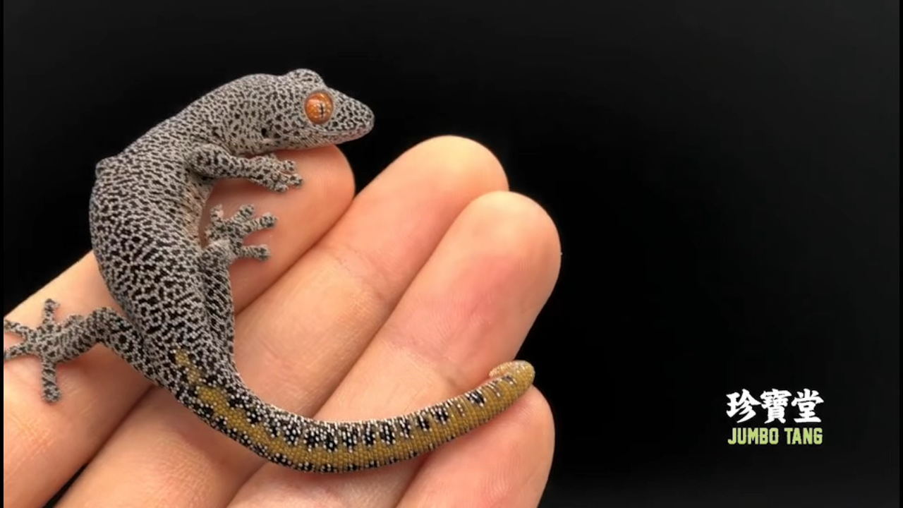 金尾守宫 红色瞳孔 金色尾巴