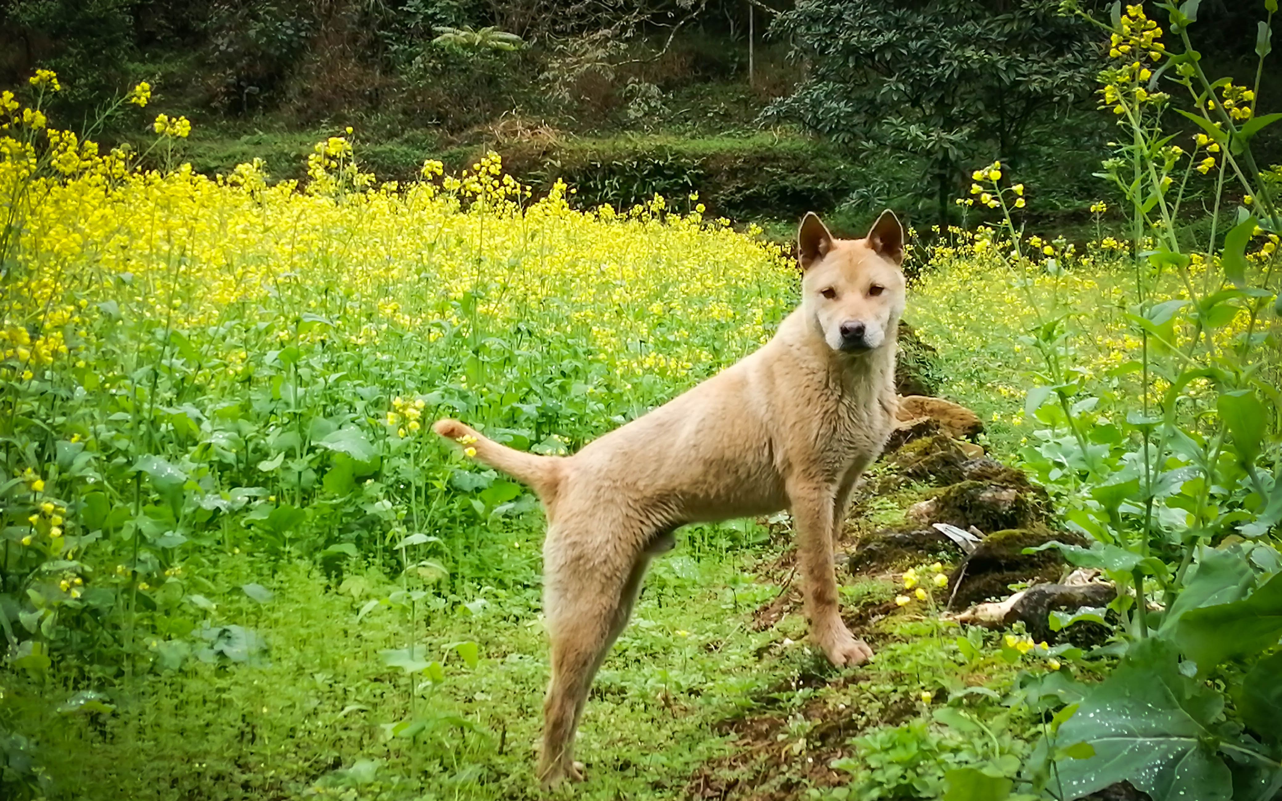 广西大山里的中华田园犬,要多自由有多自由,唯一怕的是被偷