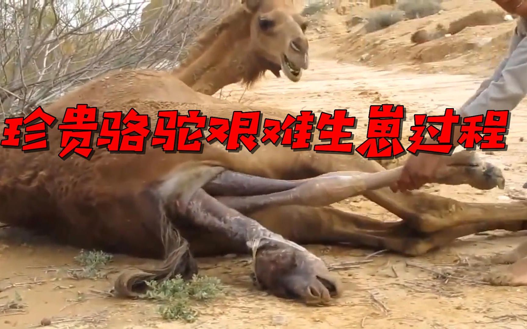 骆驼妈妈艰难分娩全过程,产程令人揪心,动物界母爱真伟大