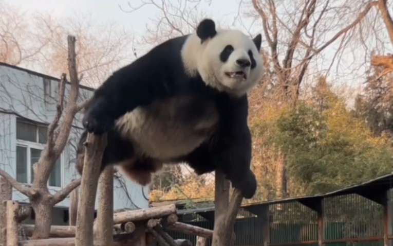 大熊猫萌兰 1.29么么这一字马感觉都要飞起来了.