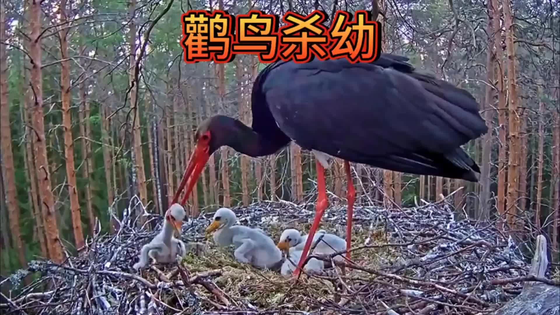 黑鹳吃幼鸟图片