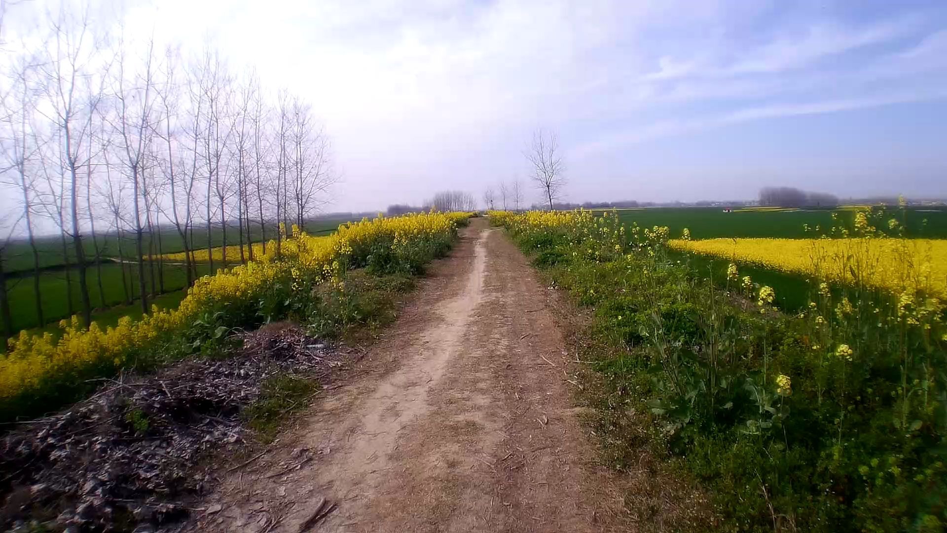 湖北农村河堤上的春色美景赏心悦目