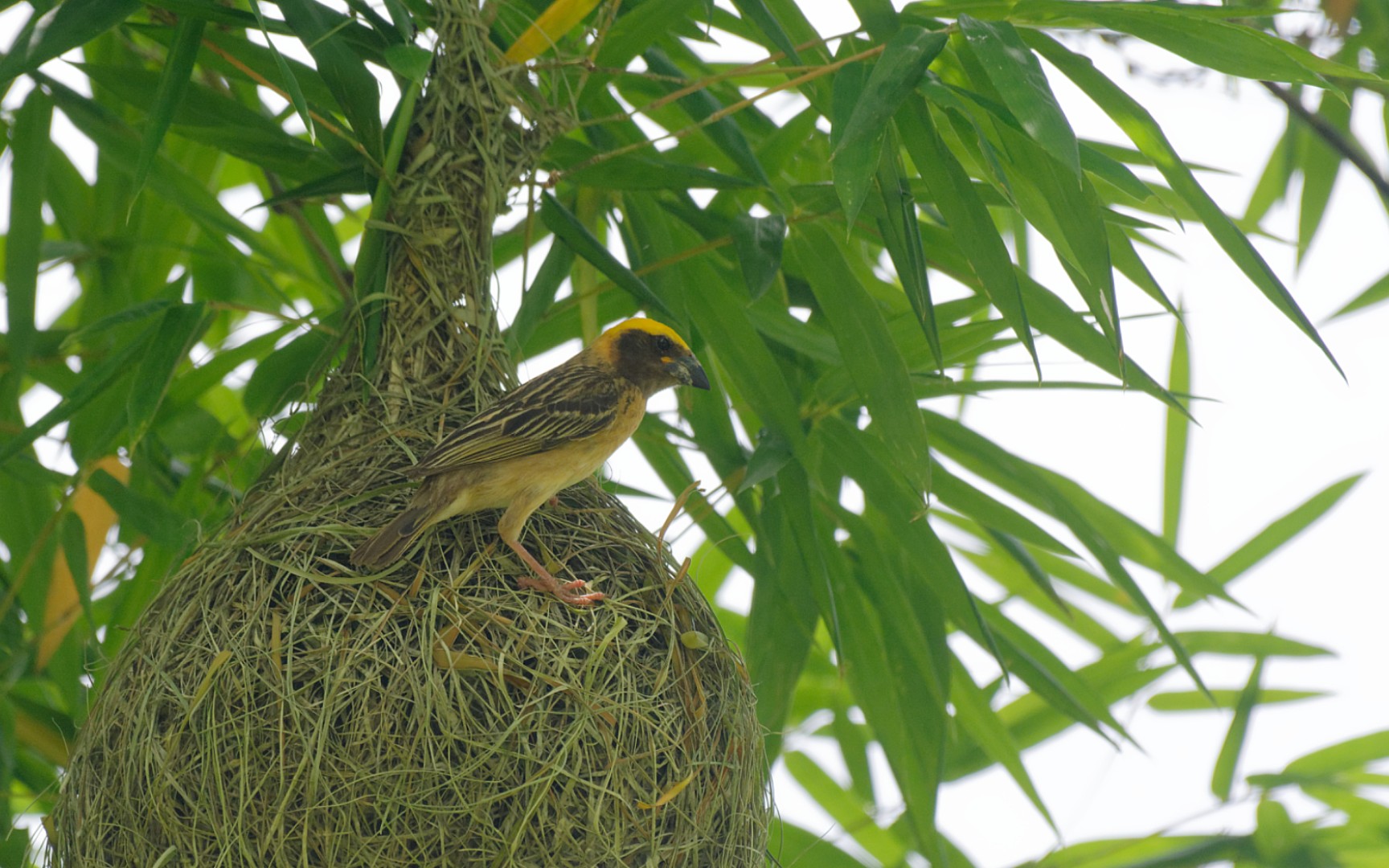 黄胸织雀制作求偶和繁殖用的巢