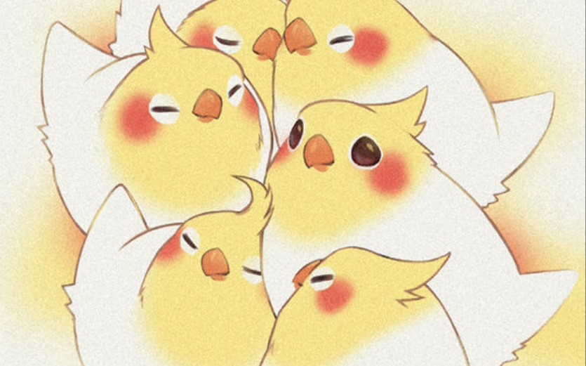 玄凤鹦鹉 近距离的颜值暴击