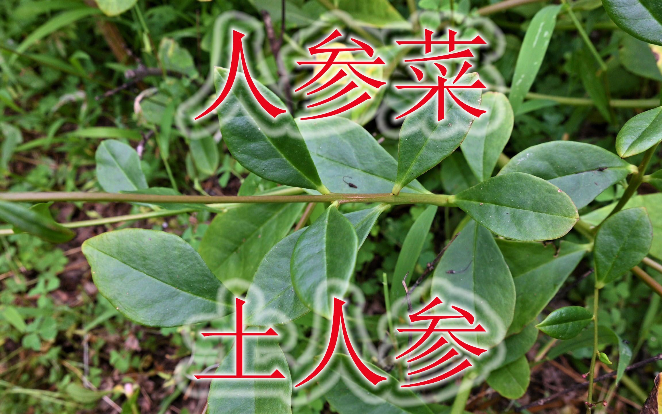 植物“土人参”不是参,农村俗称“人参菜”,当菜蔬大家吃过吗?哔哩哔哩bilibili