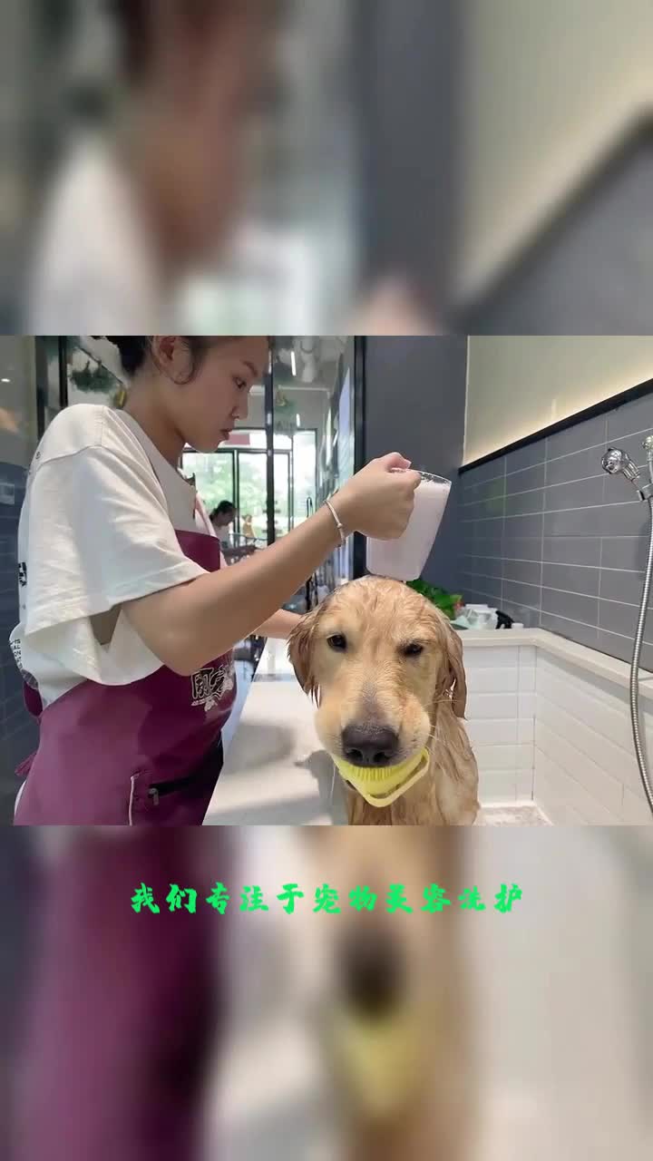 宠物美容狗狗美容,宠物美容清洁,宠物美容狗狗洗澡哔哩哔哩bilibili