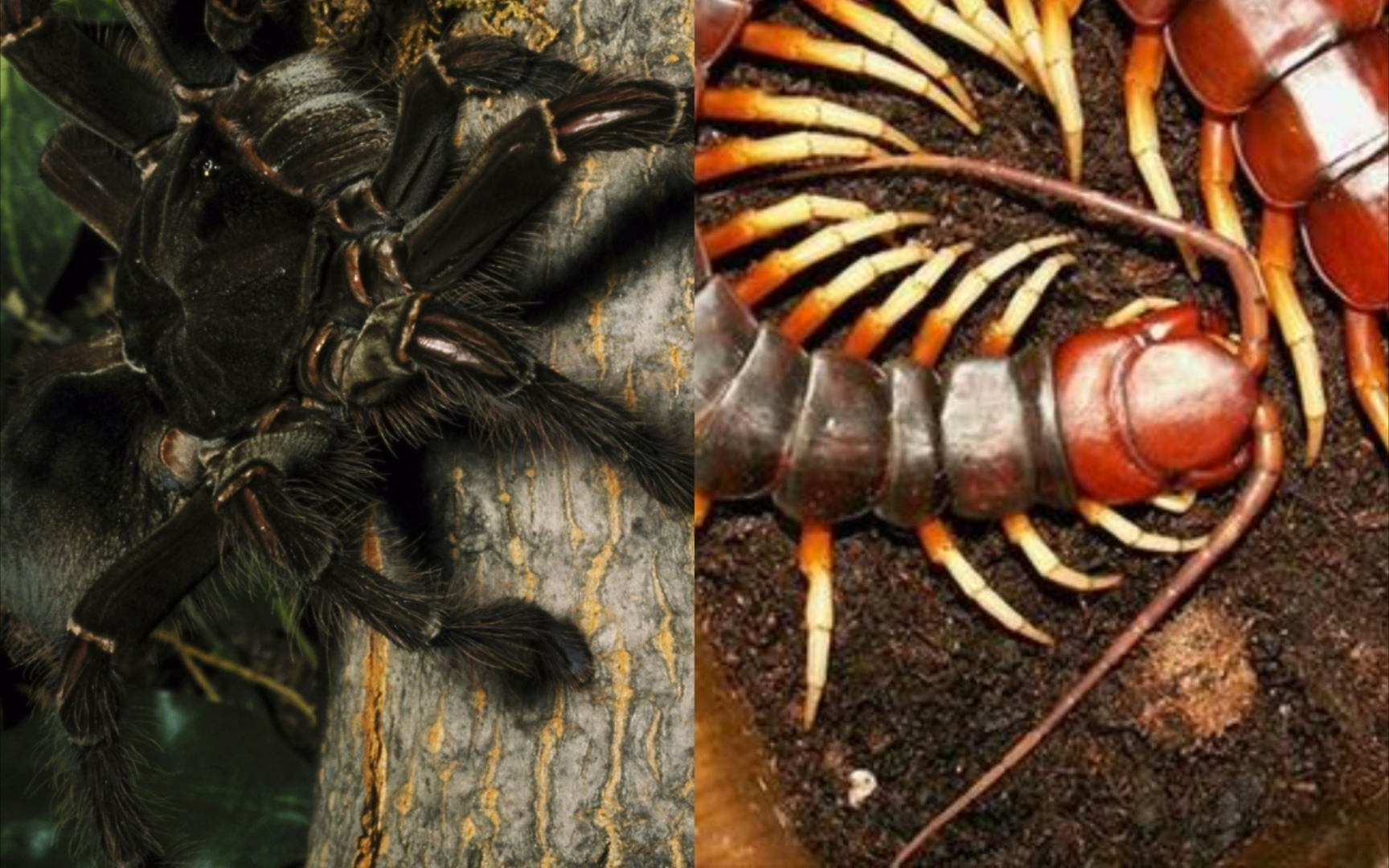 【自然传奇】歌利亚巨人食鸟蛛vs秘鲁巨人蜈蚣