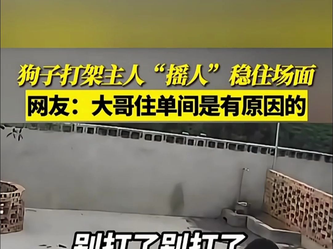 狗子打架,主人"摇人"稳住场面