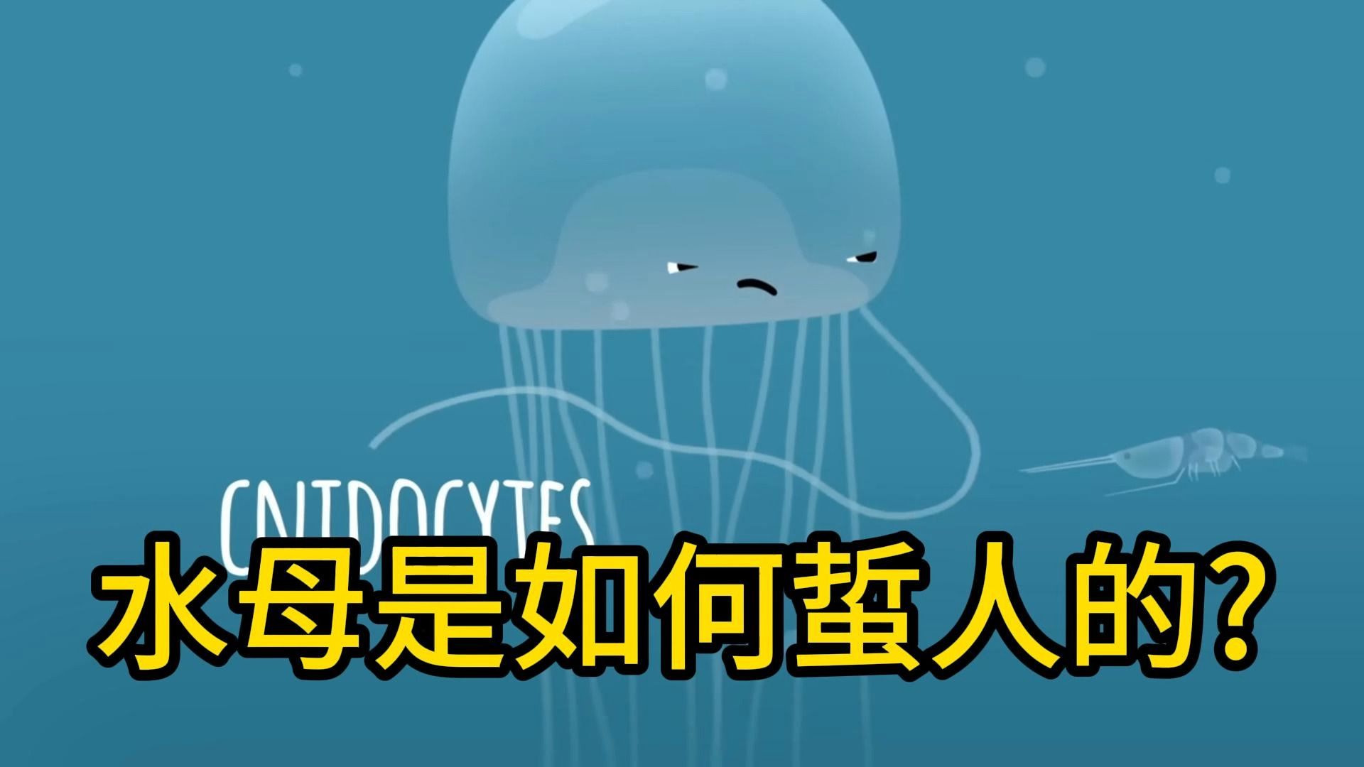 水母是如何蜇人的
