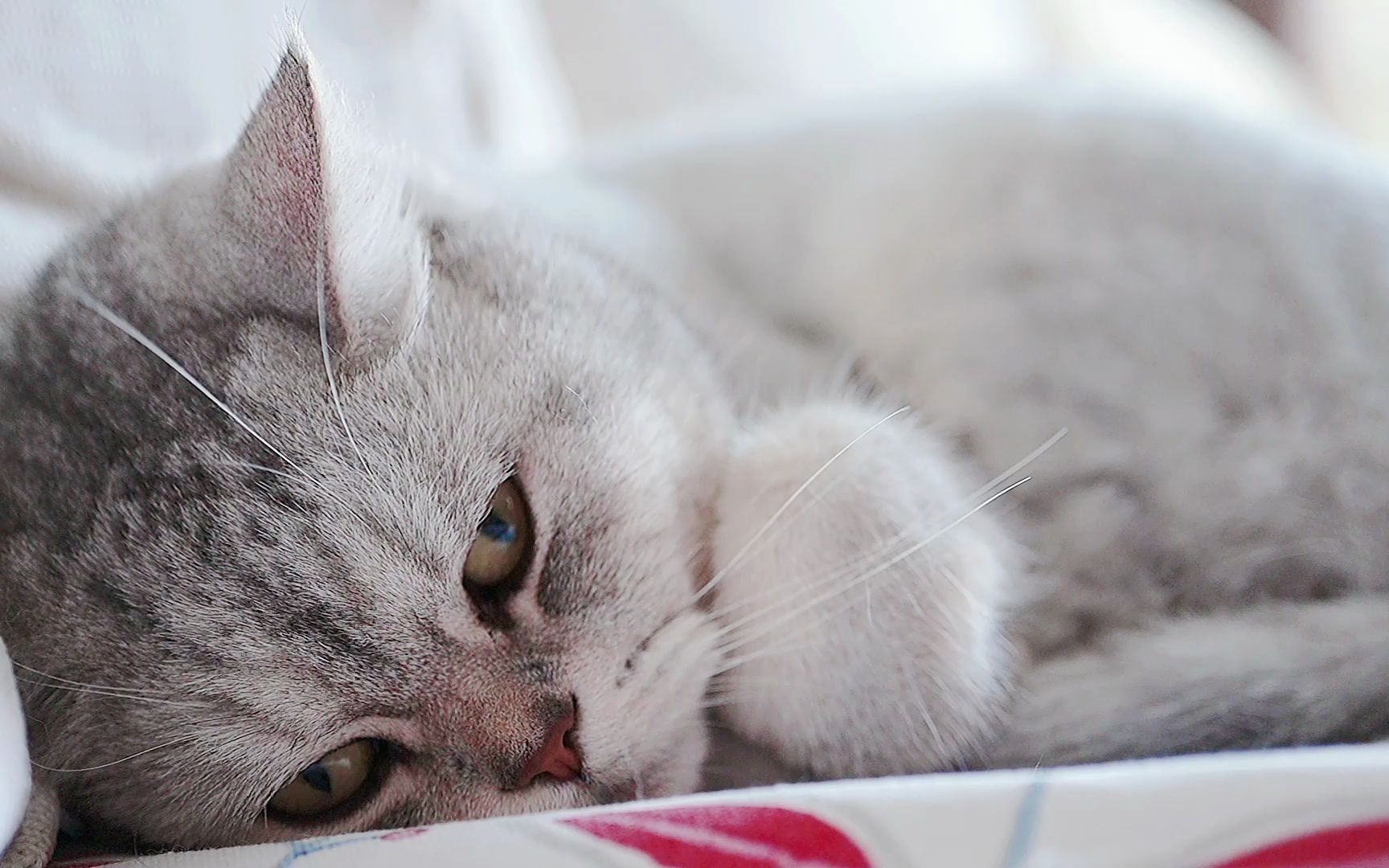 英短银渐层罗夏日假睡,睁眼偷看,就是一动不动