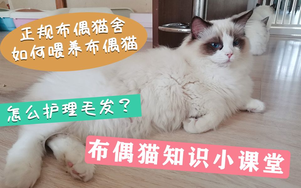 【如何养好一只布偶猫】正规猫舍是如何喂养布偶猫的,分享一些养布偶的经验和方法哔哩哔哩bilibili