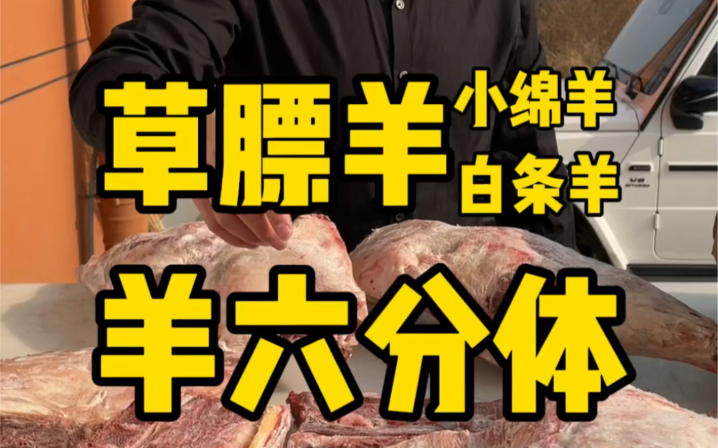 天冷了炖一锅羊肉暖暖身子吧#羊肉 #手抓羊肉 #白条羊哔哩哔哩bilibili