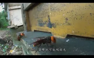 Download Video: 【搬运】纪录片：蜂台湾(台湾蜂类生态影片)