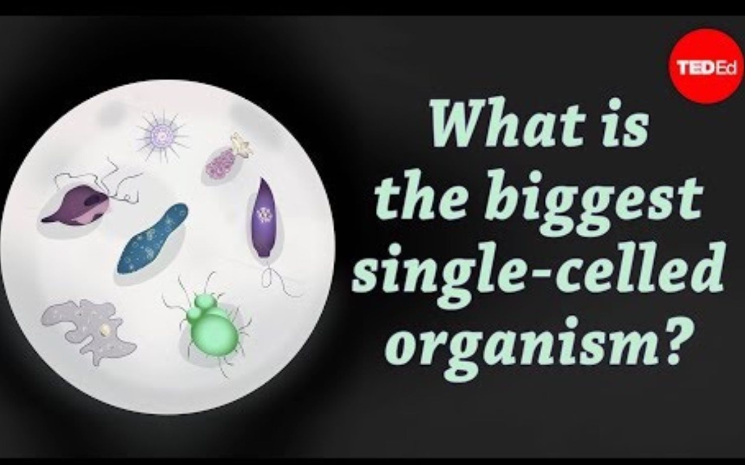 [图]【Ted-ED】最大的单细胞生物 What Is The Biggest Single-celled Organism