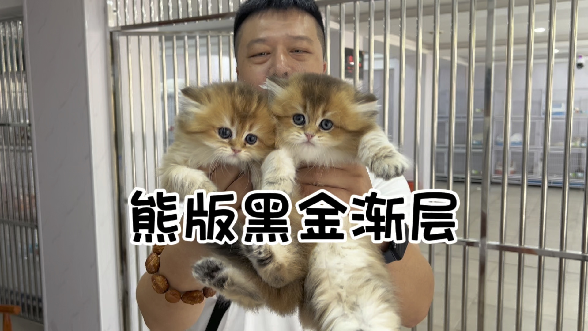 熊版黑金渐层猫!
