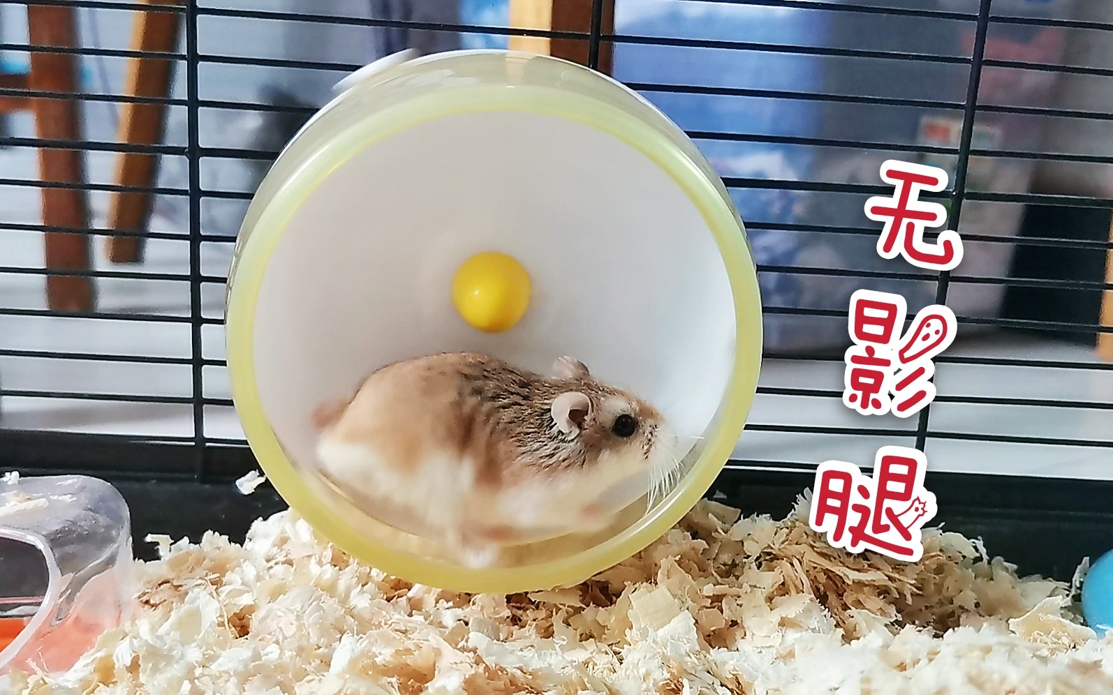 【仓鼠】听说仓鼠每天可以跑十几公里,跑步快到对不上焦