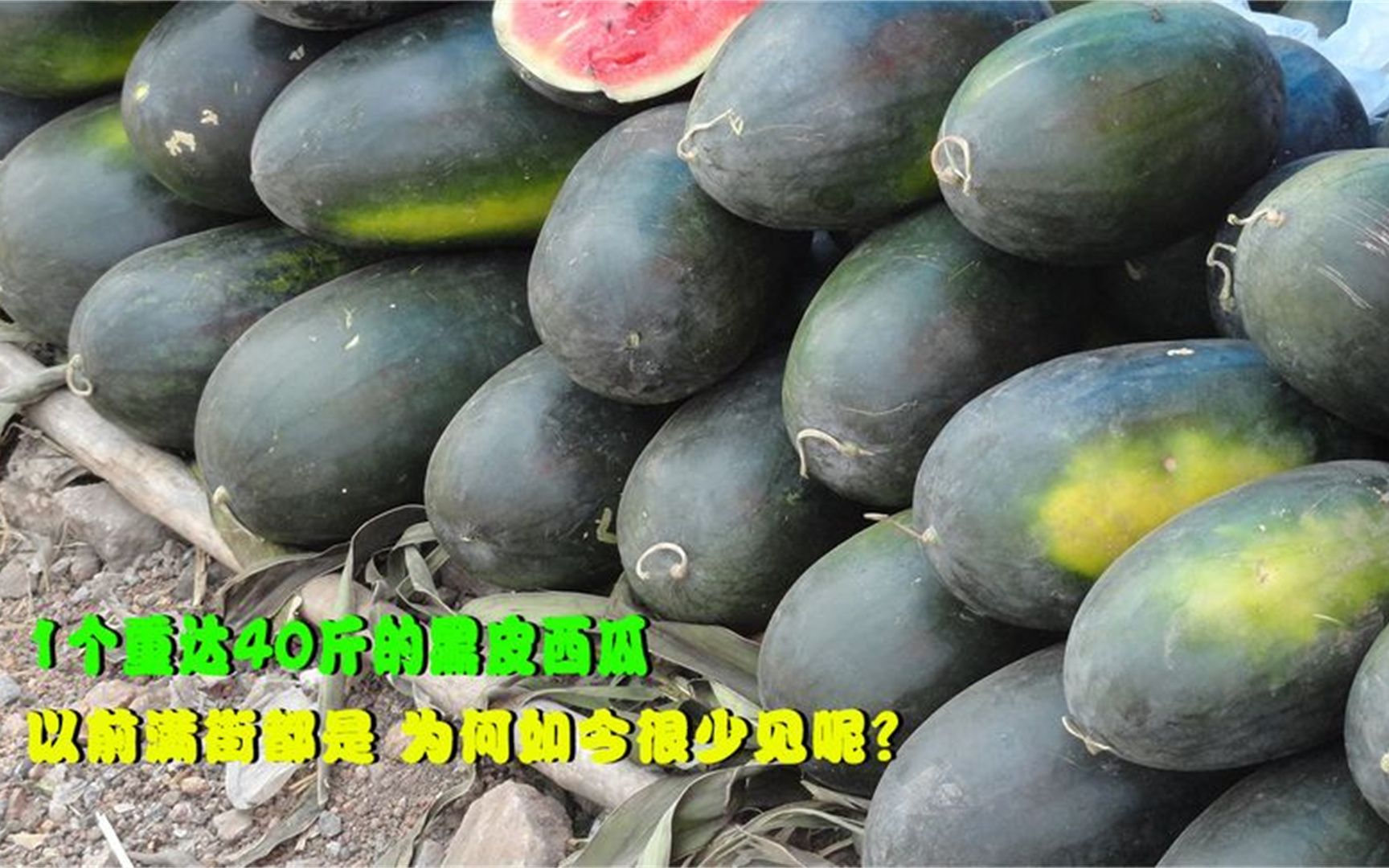 1个重达40斤的黑皮西瓜,以前满街都是,为何如今很少见呢?