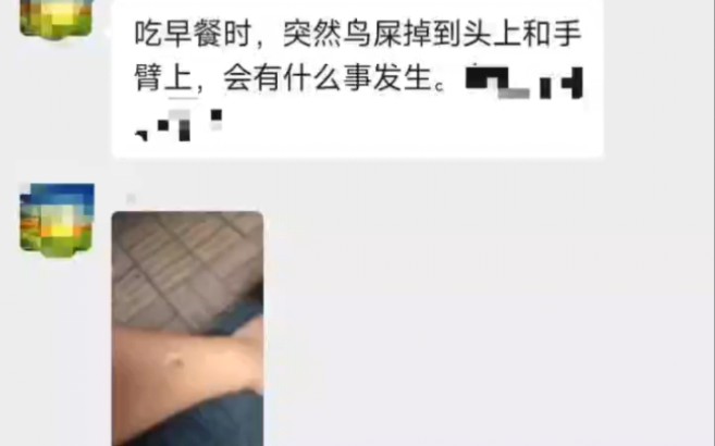 鸟屎滴落手上预示着什么发生?哔哩哔哩bilibili