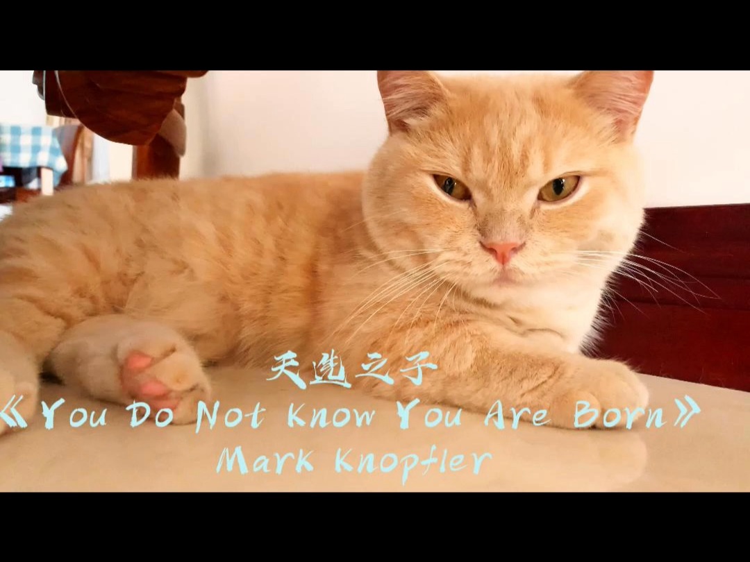 天选之子《you do not know you are born mark knopfler