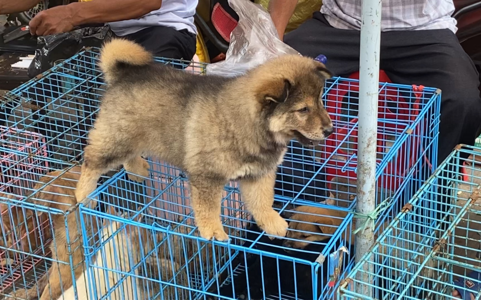 廣西最大的狗市,帶你們尋犬,看看栗子色的土松犬什麼樣的