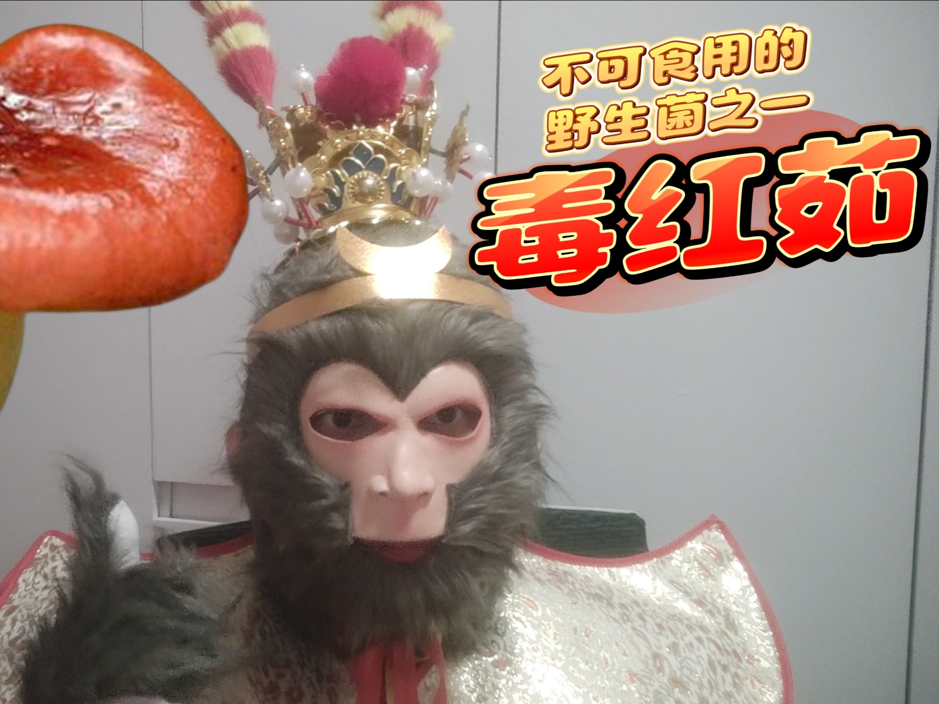 毒红菇是不可食用的野生菌之一,与红茹外观相近,大家注意辨别