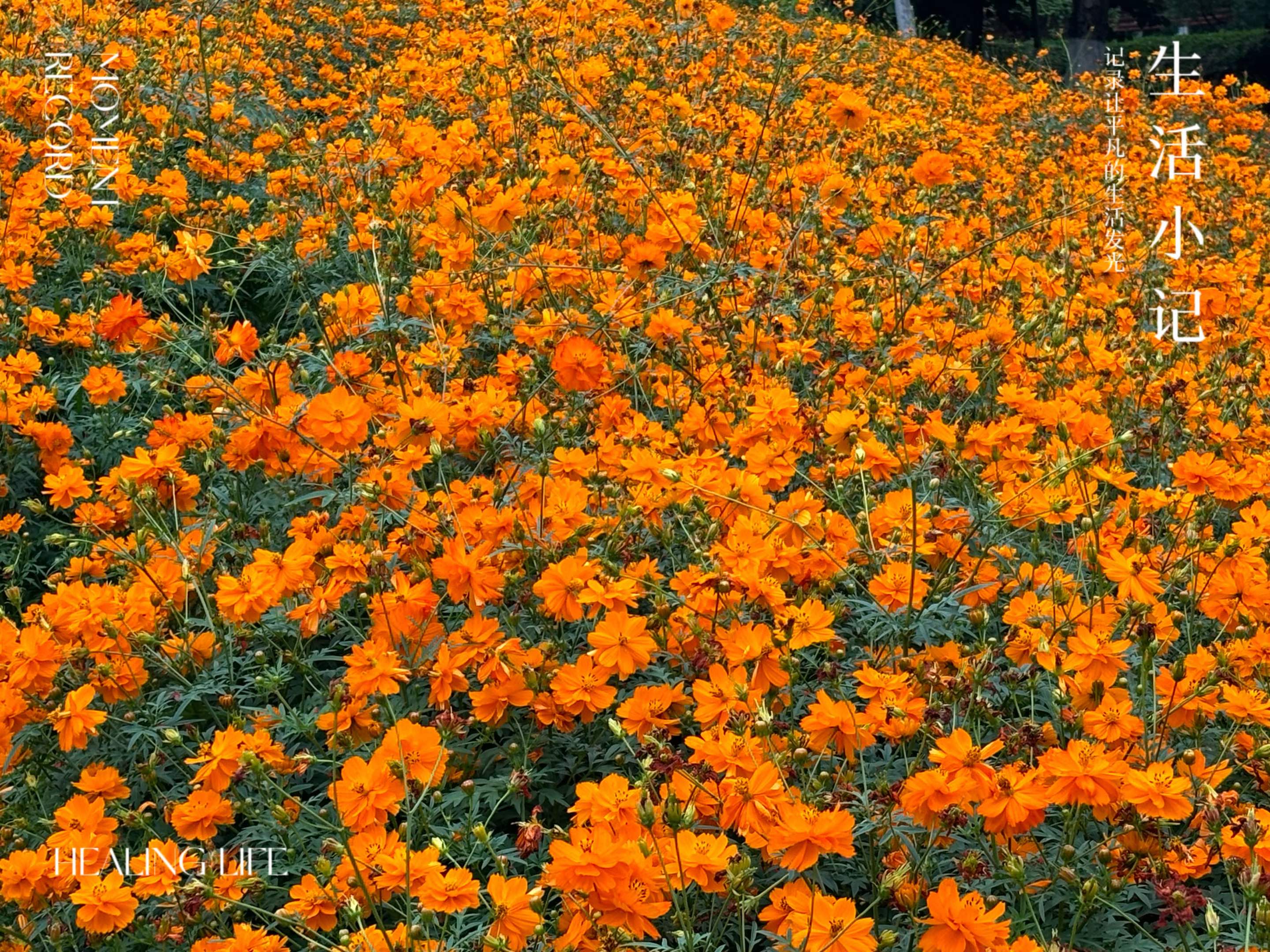 橙色菊花花语图片