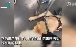 Télécharger la video: 导盲犬地铁里突然趴到陌生女孩脚上   随后一幕让人心都化了