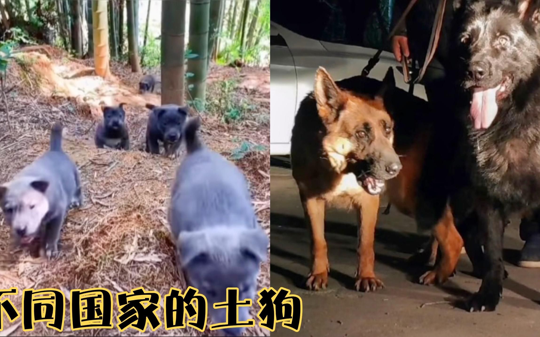 不同国家的土狗,巴西菲勒犬像老头,中华田园犬萌萌的.哔哩哔哩bilibili