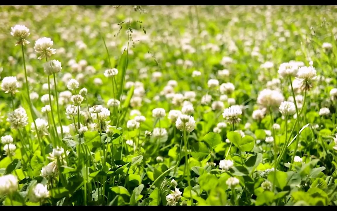 [图]d890 四季季节变化春暖花开鲜花盛开桃花樱花玫瑰花春天春季植物小草空镜头学校晚会诗歌朗诵大自然景色大屏幕舞台LED视频素材