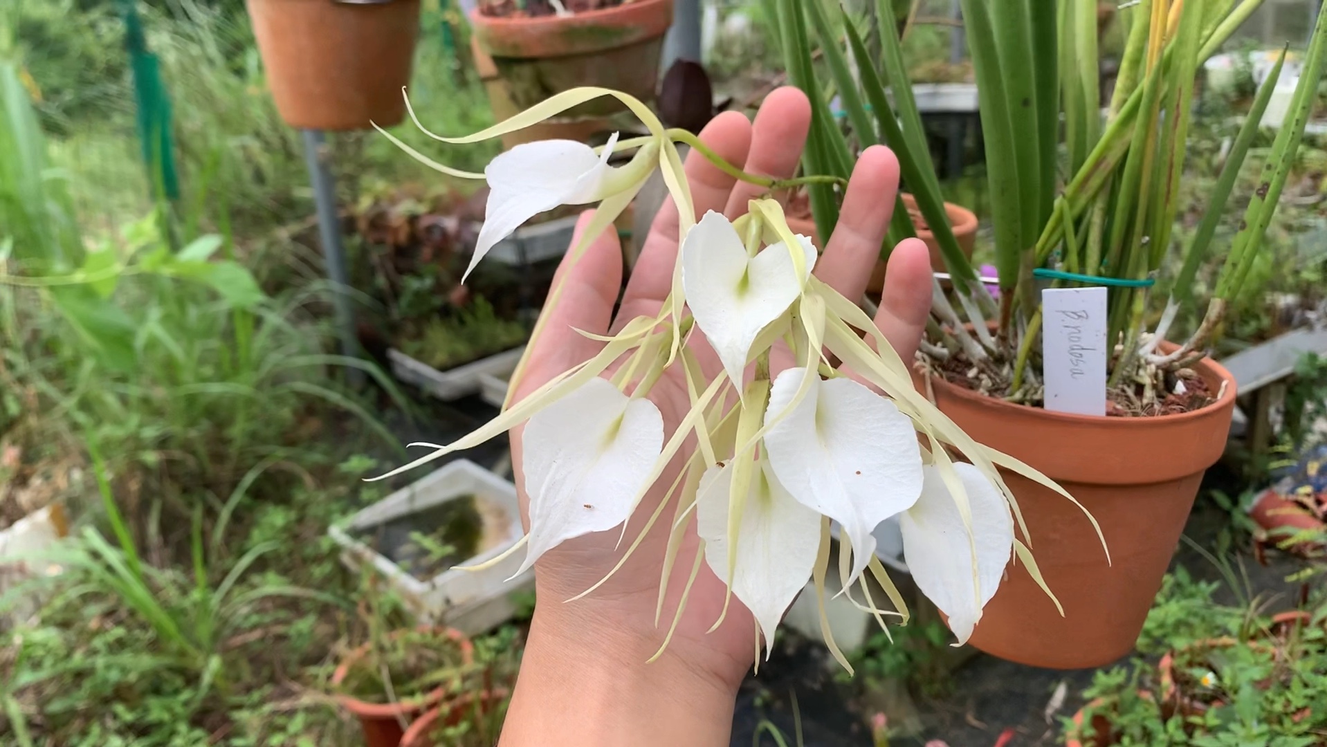 四倍体夜夫人白拉索 brassavola nodosa N4哔哩哔哩bilibili