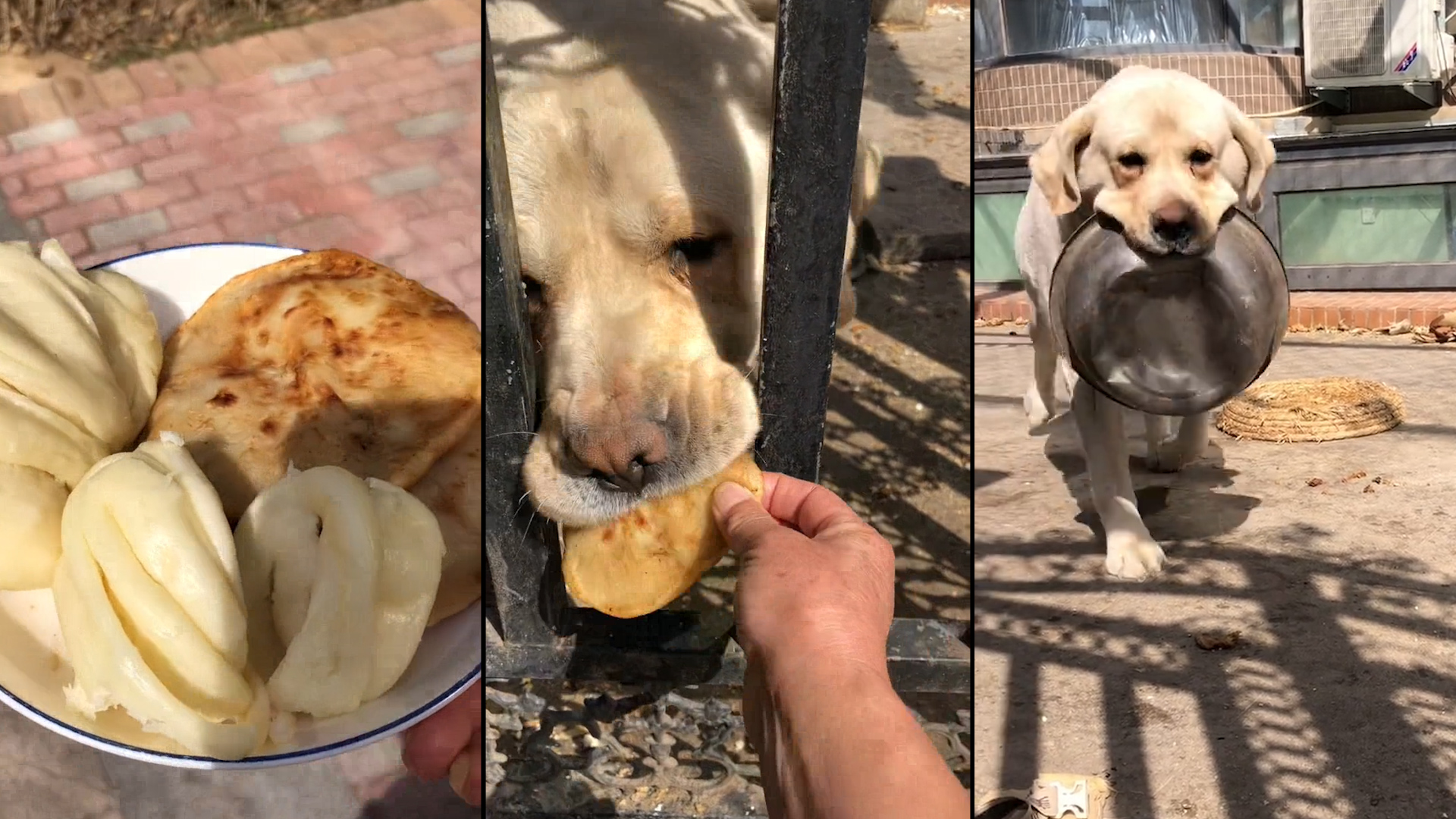 邻居家狗狗无人喂养,女子端食物隔门投喂,狗子秒聪明配合