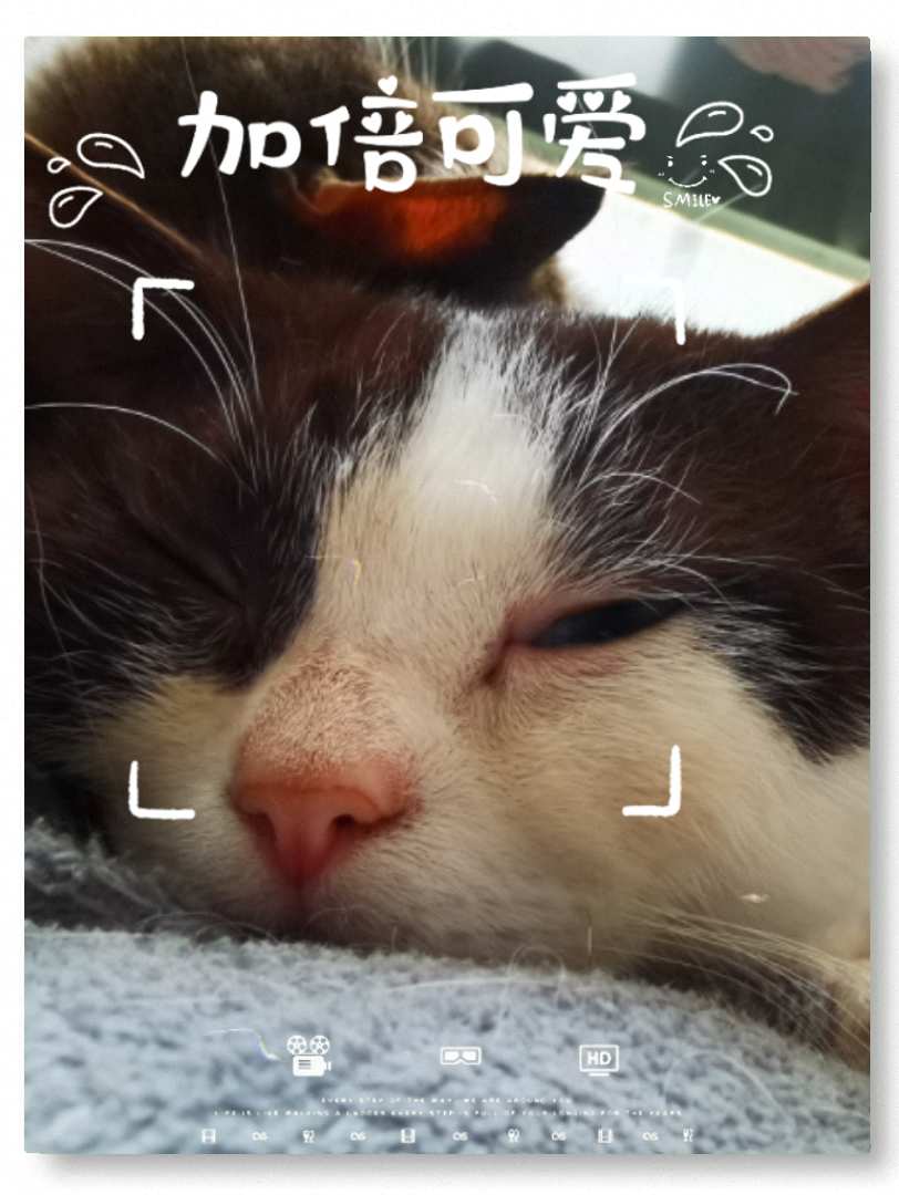 睡眼蒙眬的猫咪们