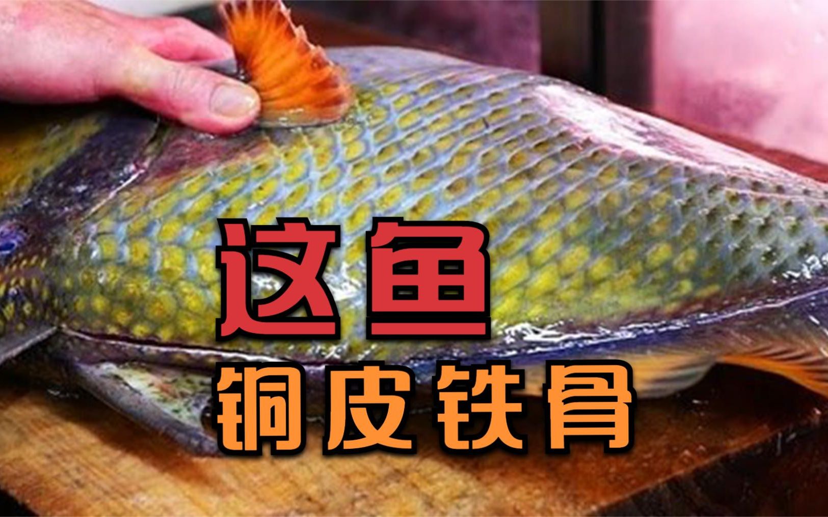 这是什么鱼?厨师为了吃到它,竟然连换几把刀才将其切开!